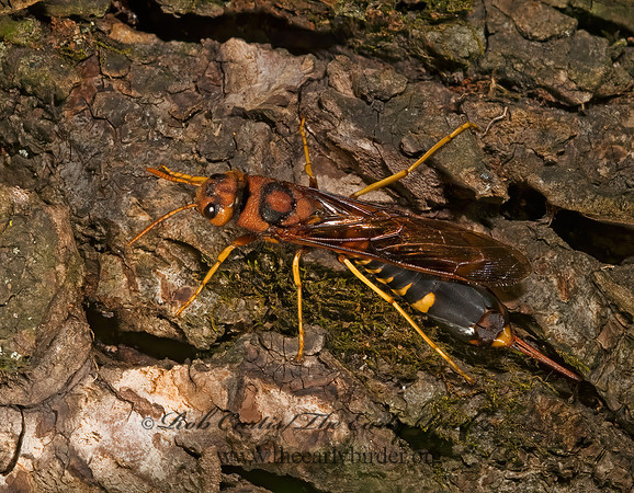 Tremex columba 8007373z