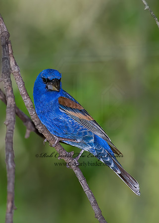 Guiraca caerulea  BLUE GROSBEAK 7006655z