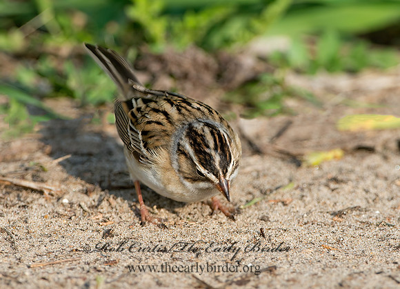 Spizella pallida  CLAY-COLORED SPARROW 9037367z