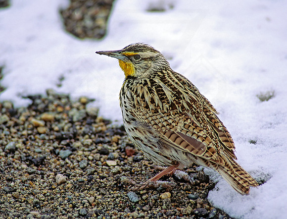 Sturnella neglecta  WESTERN MEADOWLARK 119307z