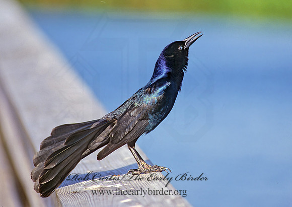 Quiscalus major  BOAT-TAILED GRACKLE 271933z