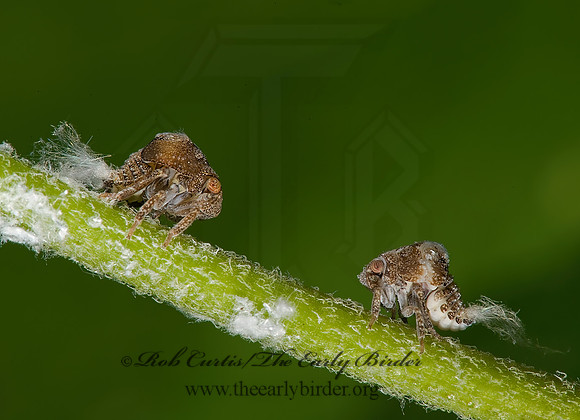 Acanalonia bivittata 8006534z