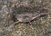 Paratettix cucullatus 6008270z