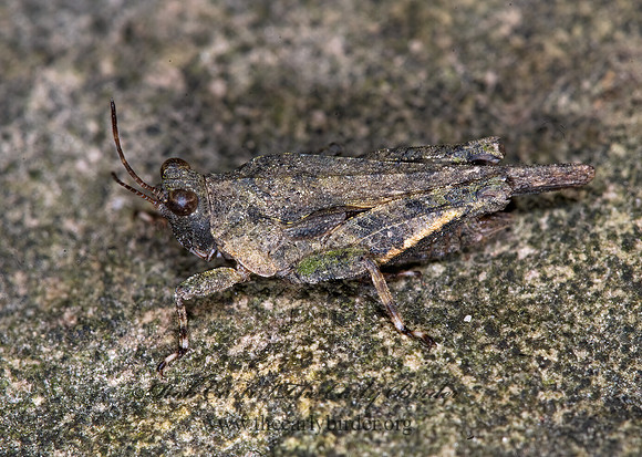 Paratettix cucullatus 6008270z