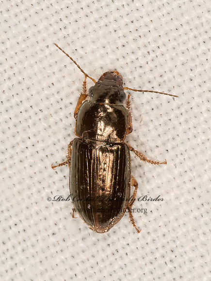 Selenophorus palliatus HARPALINAE GROUND BEETLE 3031990z