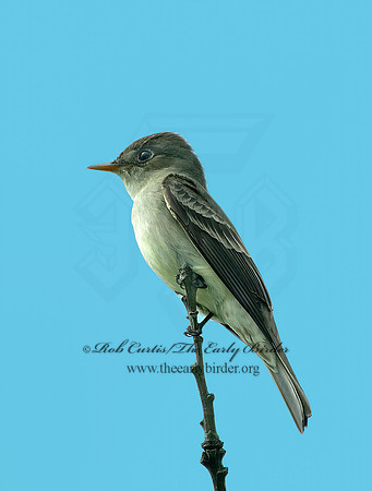 Contopus virens  EASTERN WOOD PEWEE 4000963 z