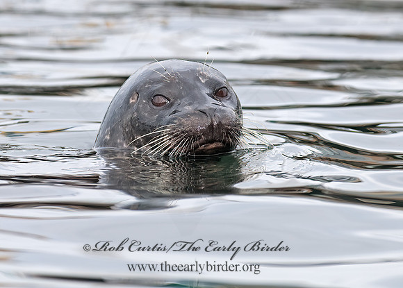 Phoca vitulina  HARBOR SEAL 7017609z