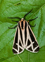 Apantesis phalerata  HARNESSED TIGER MOTH 7003040z