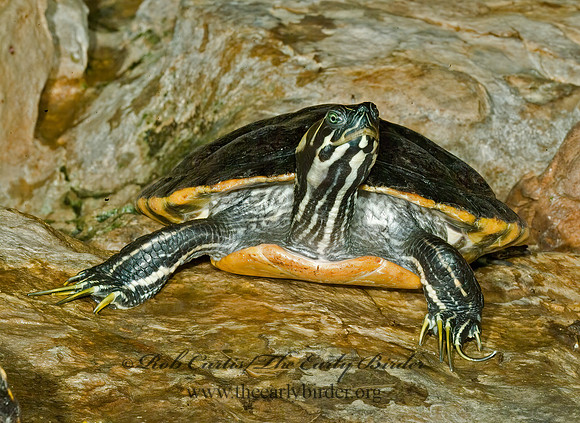 Pseudemys sp  COOTER 4002022z