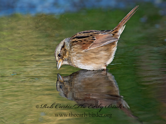 Melospiza georgiana  SWAMP SPARROW 9005804z