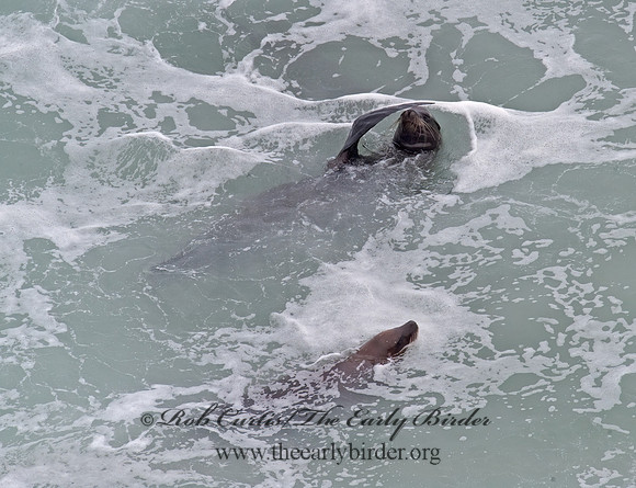 Zalophus californianus  CALIFORNIA SEA LION 8019566z