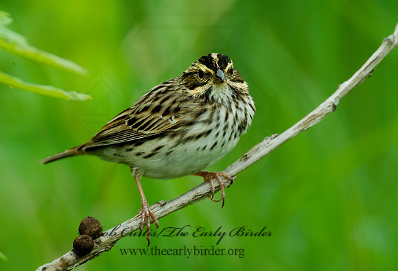 Passerculus sandwichensis  SAVANNAH SPARROW 4000855 z