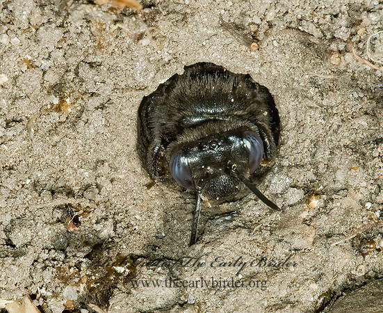 Melissodes bimaculatus  2-SPOTTED LONGHORN BEE 5011214z
