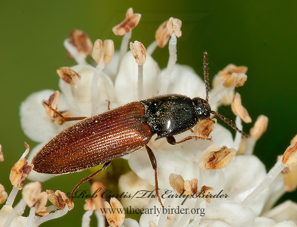 Ampedus  ELATERINAE CLICK BEETLE 3013748z