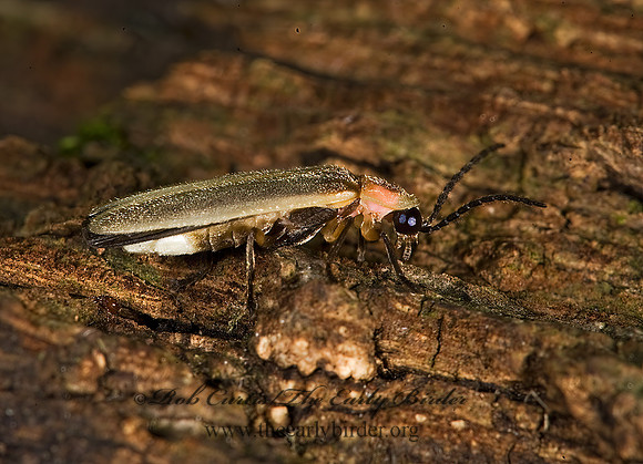 Photinus marginellus-curtatus complex 8005927 z