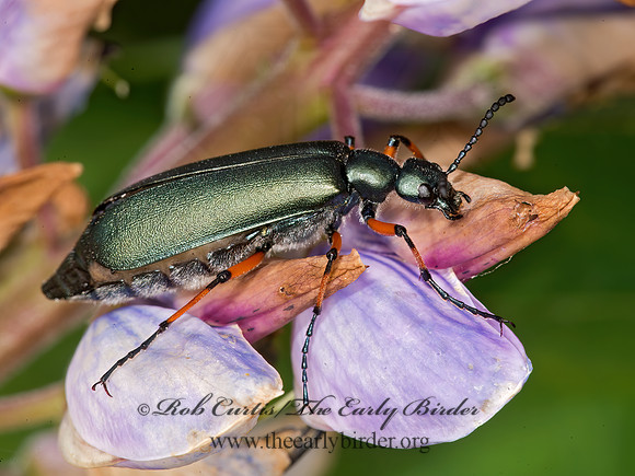 Lytta sayi  GREEN BLISTER BEETLE 9032698z