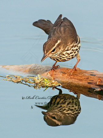 Parkesia noveboracensis  NORTHERN WATERTHRUSH 3007647z