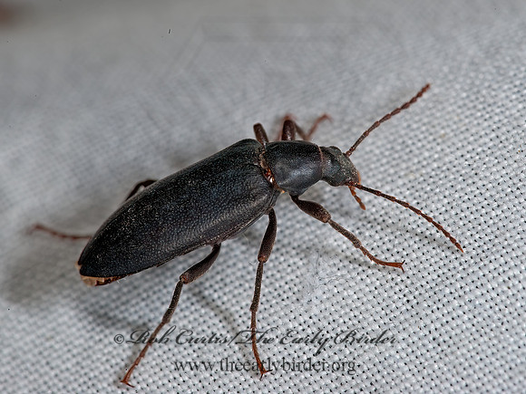 Eupsophulus castaneus  VACRONINI DARKLING BEETLE 8036395z
