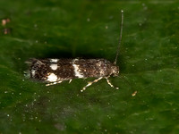 Elachista illectella GRASS MINER MOTH~ 9041396z