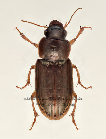Selenophorus 9020221 z