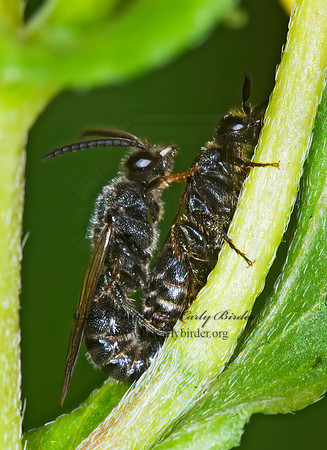 Paratiphia 6008720z