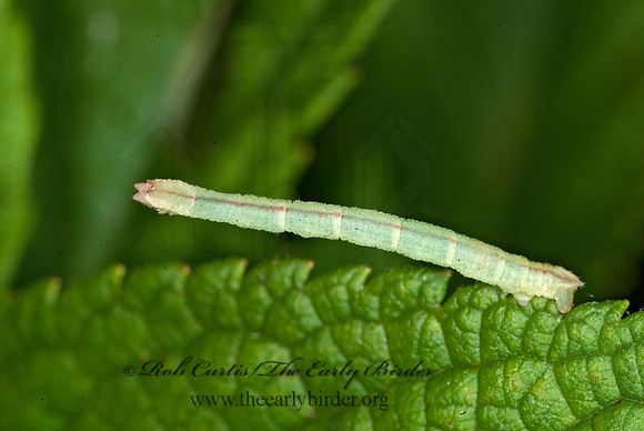 Chlorochlamys chloroleucaria  BLACKBERRY LOOPER 6013876z
