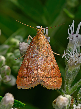 Achyra rantalis  GARDEN WEBWORM MOTH 1305581z