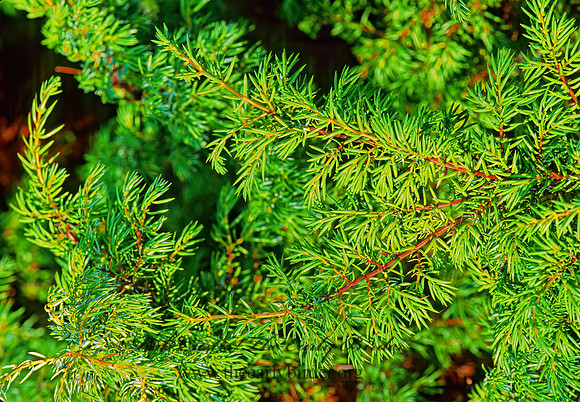 Juniperus communis  DWARF JUNIPER 211502z