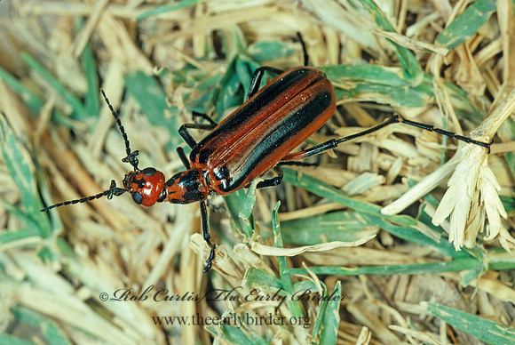 Pyrota tenuicostatis 90217z