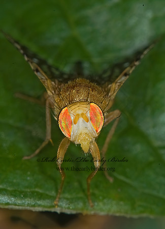 Euaresta festiva  FRUIT FLY 6012428z