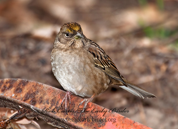 Zonotrichia atricapilla  GOLDEN-CROWNED SPARROW 8020765z