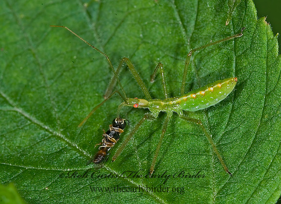 Zelus luridus 6016096z