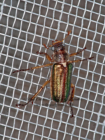 Dichelonyx albicollis  MELOLONTHINAE SCARAB BEETLE 8034208z