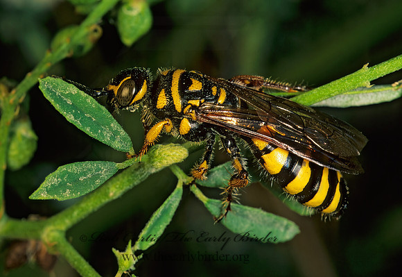 Myzinum quinquecinctum 179018z