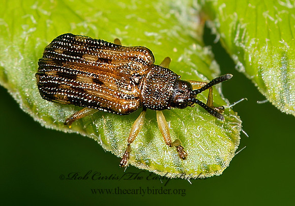 Sumitrosis inaequalis  HISPINE BEETLE 9033133z