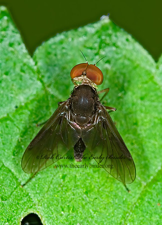 Chrysopilus quadratus  SNIPE FLY 6007921z