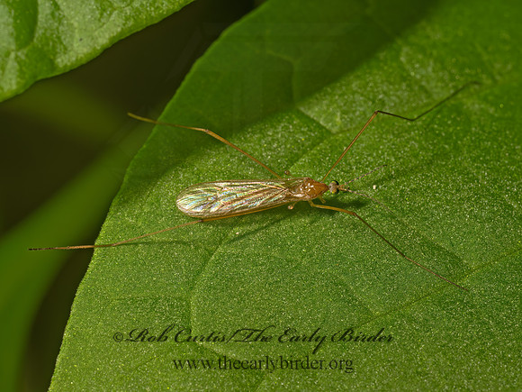Atarba picticornis LIMONIID CRANE FLY 9089887z