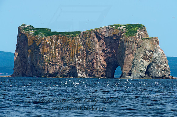 PERCE ROCK  Bonaventure Island 9034786z
