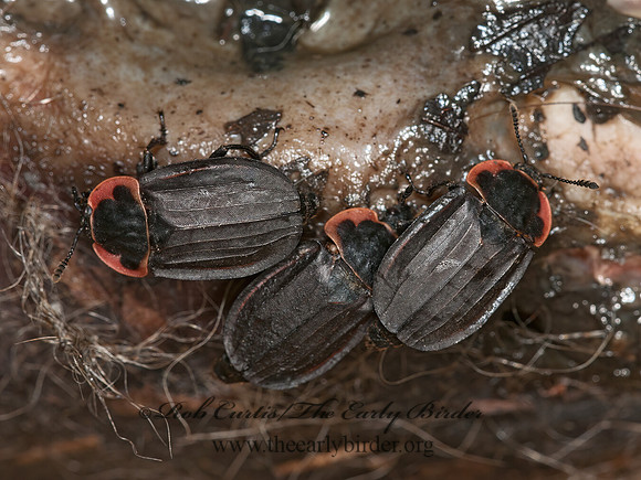 Oiceoptoma noveboracense  MARGINED CARRION BEETLE 3016812z