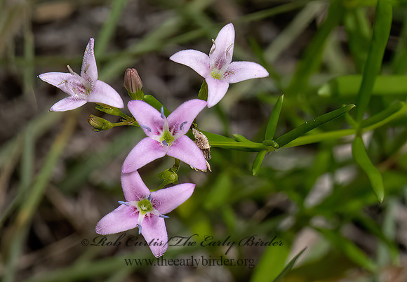 Stenaria nigricans  DIAMOND FLOWERS 3039058z