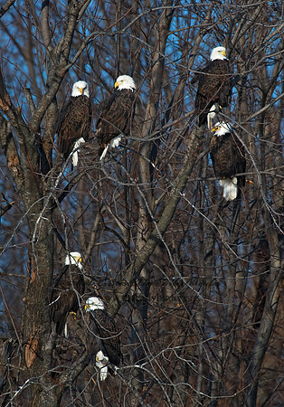 Haliaeetus leucocephalus  BALD EAGLE 8010108z