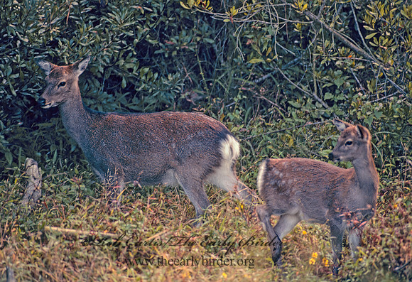 Cervus nippon taivanus  SIKA DEER 45018z