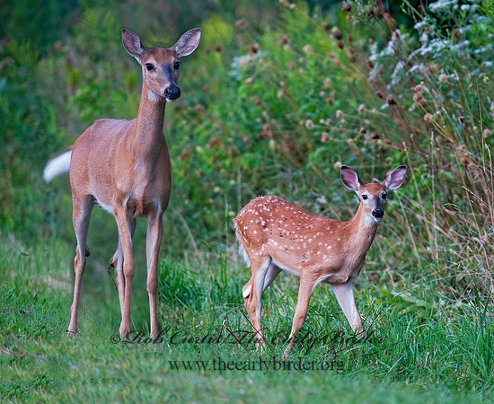 Odocoileus virginianus  WHITE-TAILED DEER  8023225z