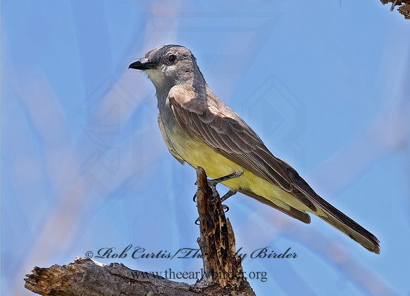 Tyrannus vociferans  CASSIN'S KINGBIRD 7008446z