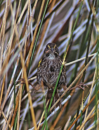 Ammospiza maritima  SEASIDE SPARROW 256524z