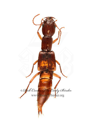Homaeotarsus  PAEDERINI ROVE BEETLE 9020373z