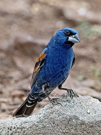 Guiraca caerulea  BLUE GROSBEAK 3037327z