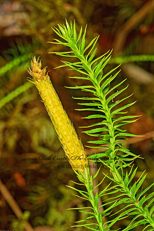 Spinulum annotinum~  STIFF CLUB MOSS 230229z