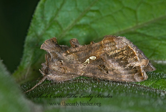 Anagrapha precationis  COMMON LOOPER MOTH 6016063z