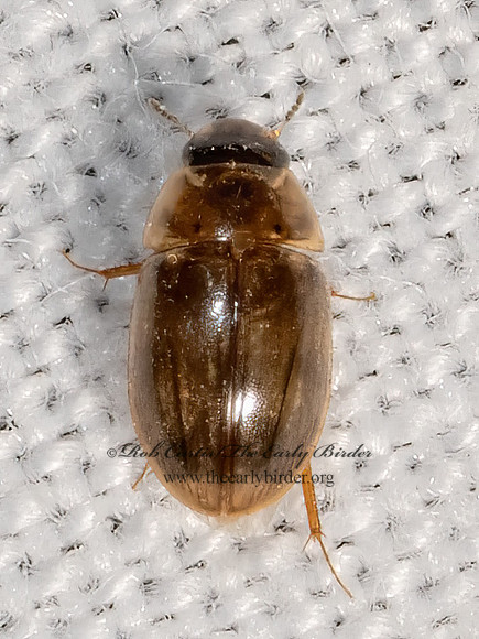 Enochrus  WATER SCAVENGER BEETLE 3028432z